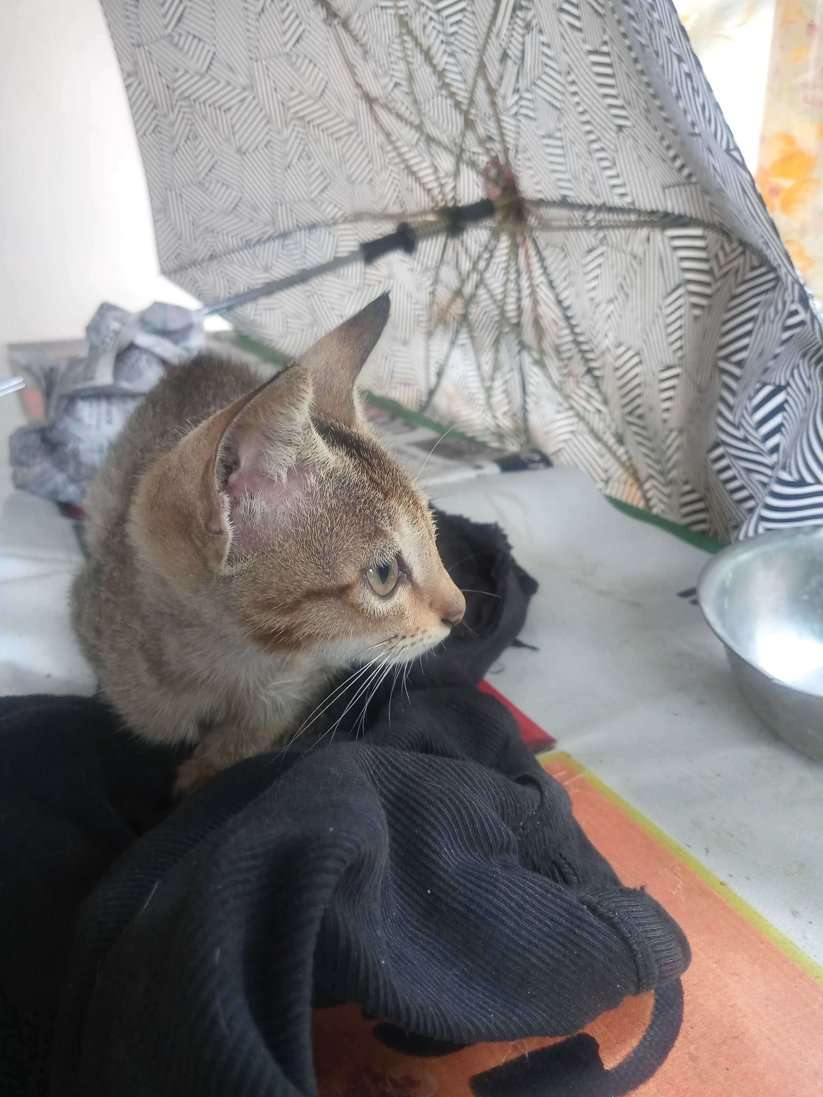Indian Breed For Adoption In Korba
