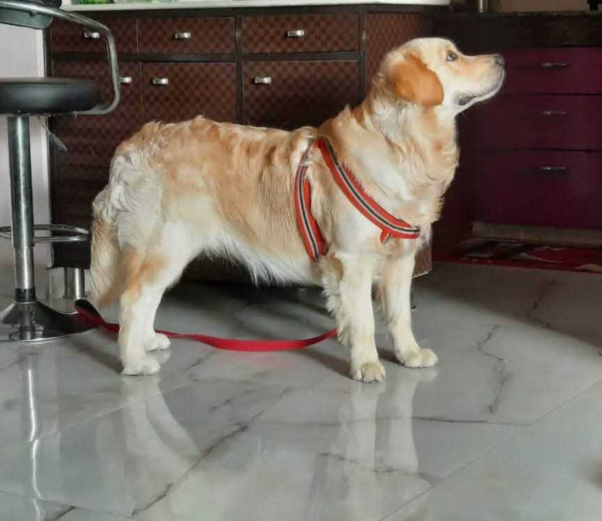 Golden Retriever Dogs For Mating In Gurgaon