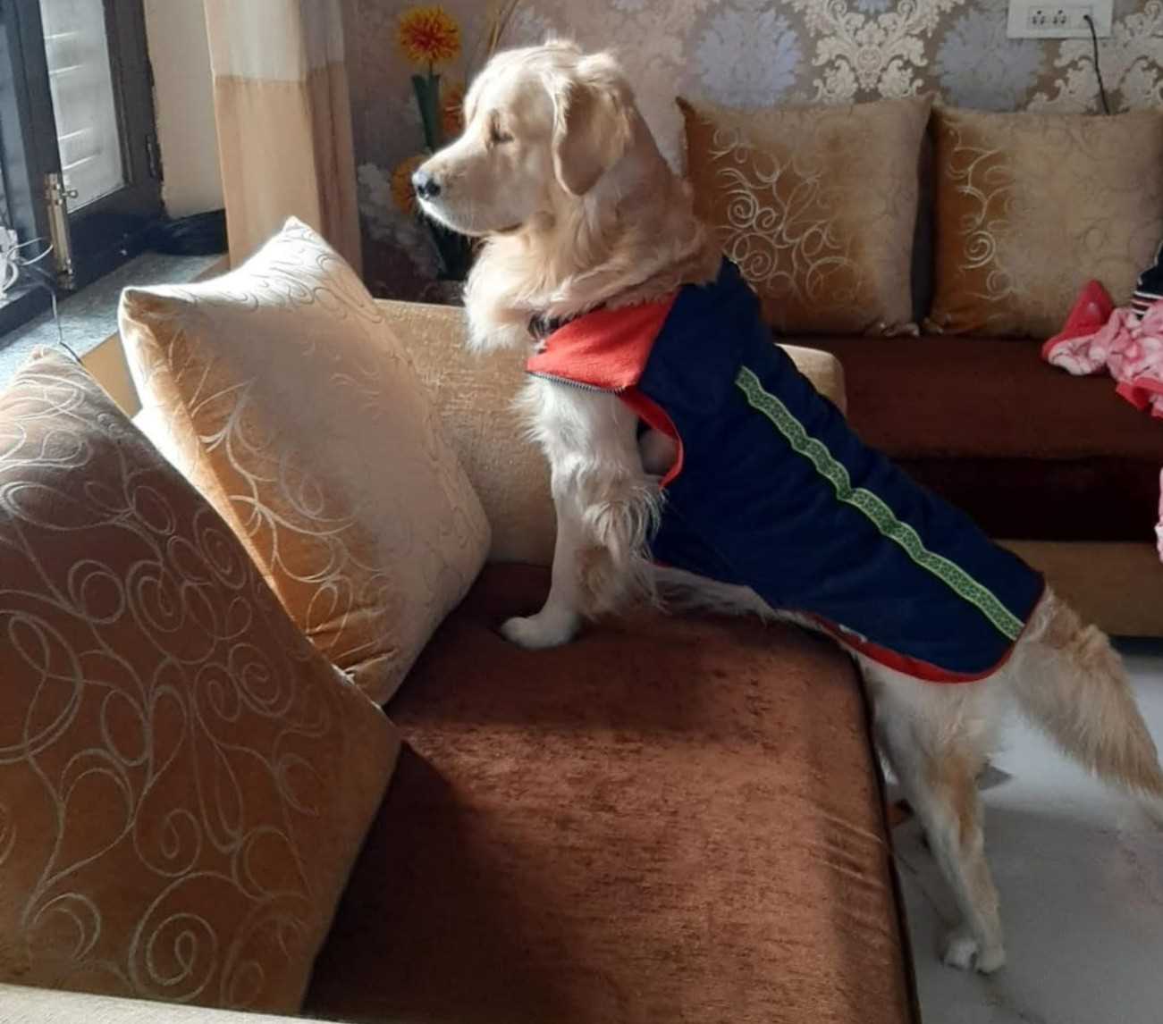 Golden Retriever Dogs For Mating In Gurgaon