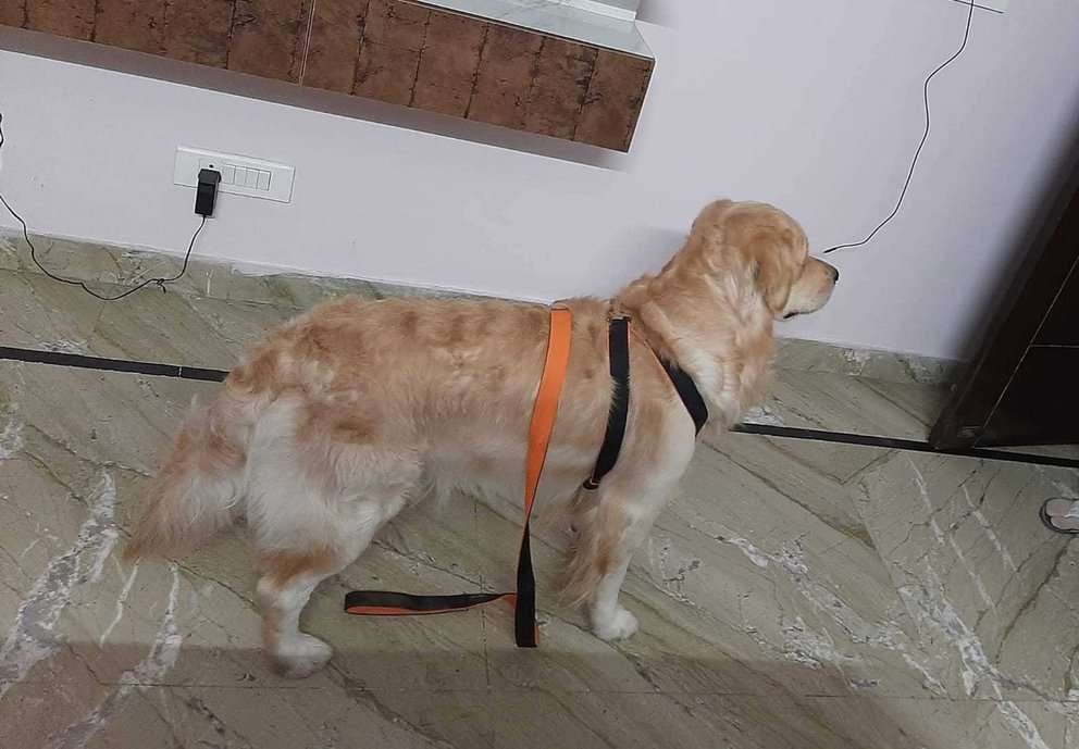 Golden Retriever Dogs For Mating In Gurgaon