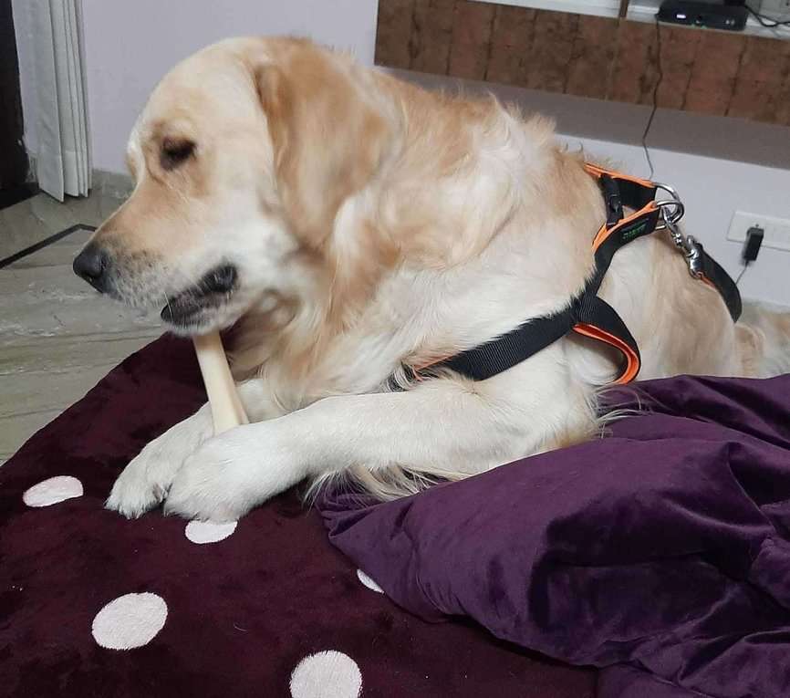 Golden Retriever Dogs For Mating In Gurgaon