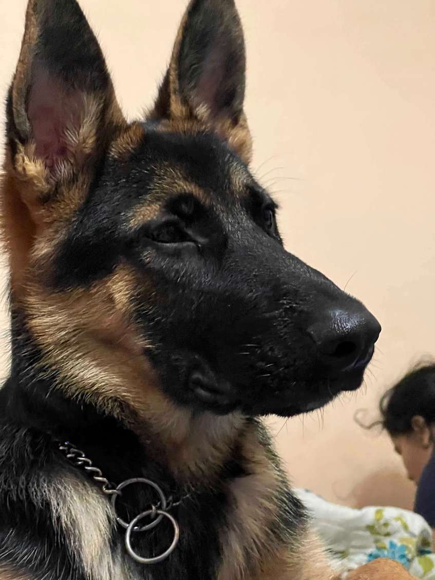 German Shepherd Dogs For Mating In Delhi