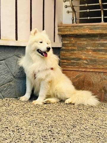 Samoyed Dogs For Mating In Kottayam