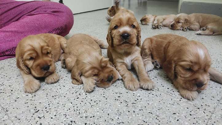 Cocker Spaniel For Sale In Vellore