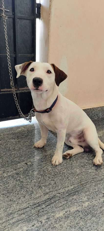 Jack Russell Terrier Dogs For Mating In Chennai