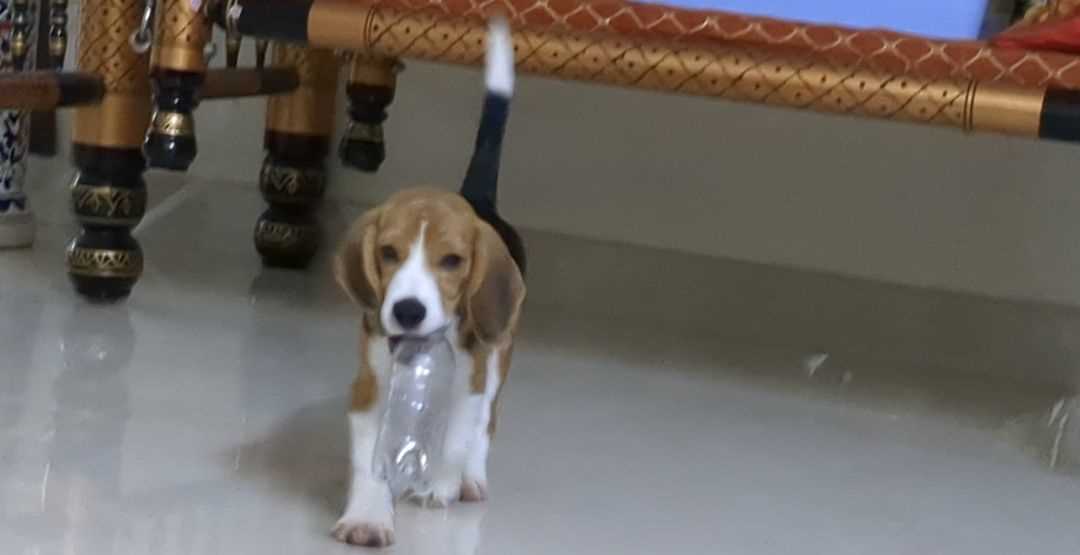 Beagle For Sale In Guntur