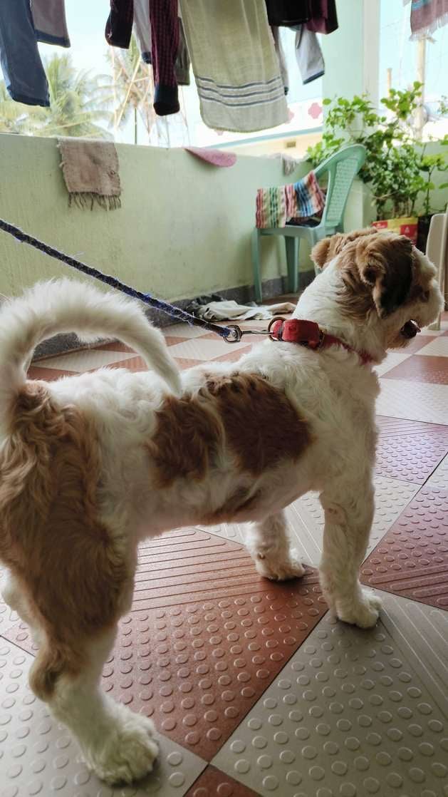 Shih Tzu Dogs For Mating In Bangalore