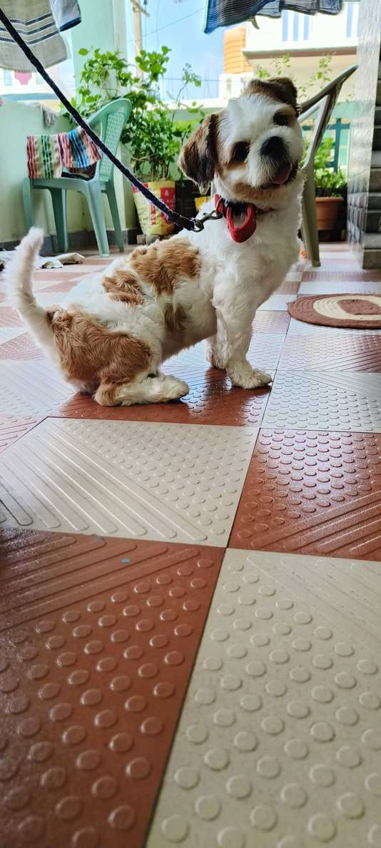 Shih Tzu Dogs For Mating In Bangalore