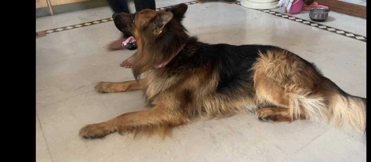 German Shepherd Dogs For Mating In Bangalore