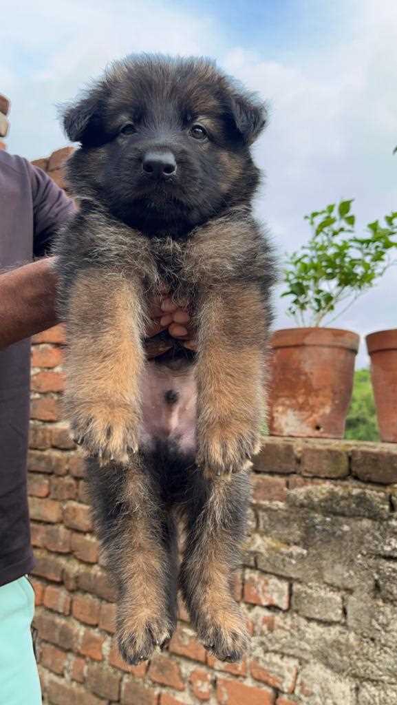 German Shepherd For Sale In Deoghar
