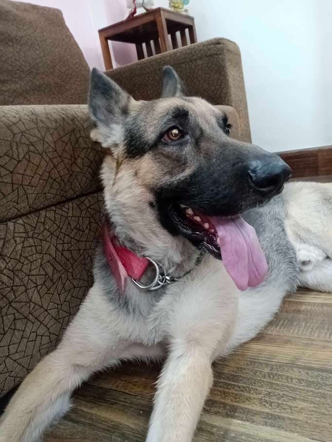 German Shepherd Dogs For Mating In Delhi
