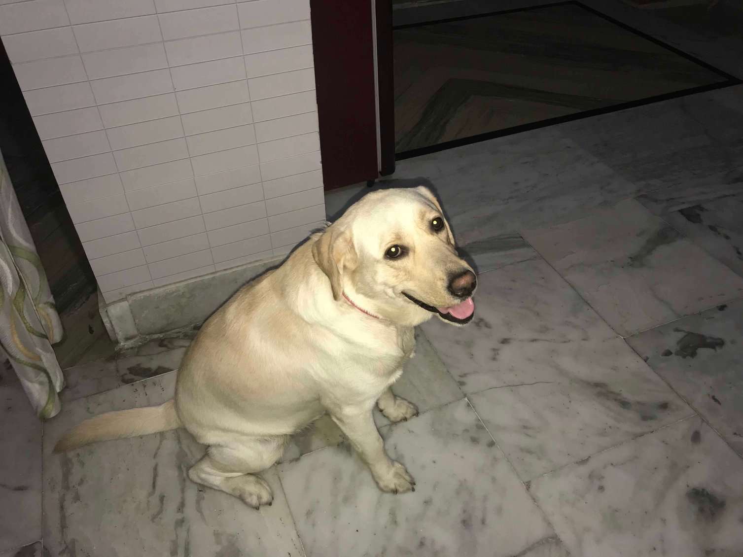 Labrador Retriever For Adoption In Jammu