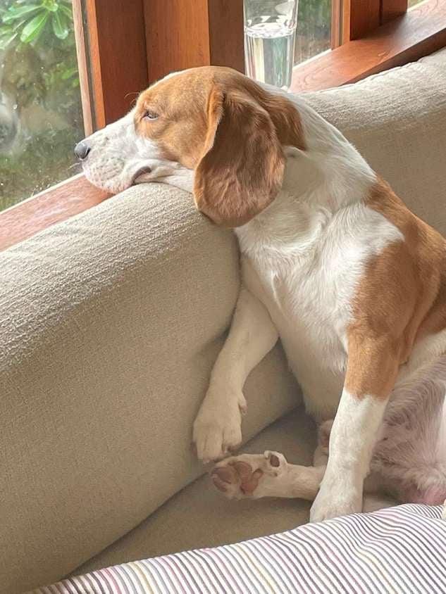 Beagle Dogs For Mating In Mumbai
