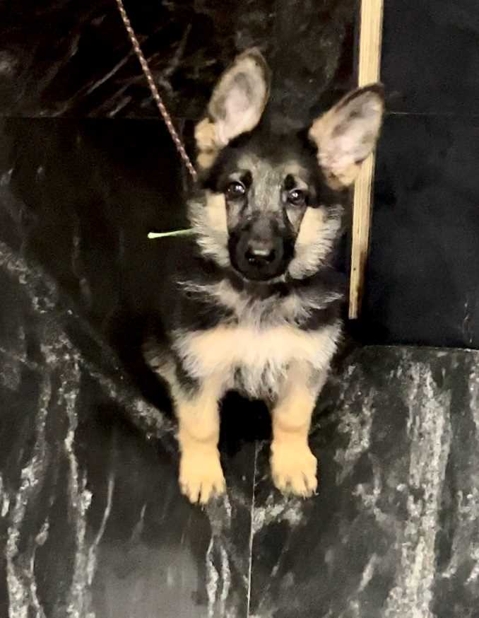 German Shepherd For Sale In Shimoga