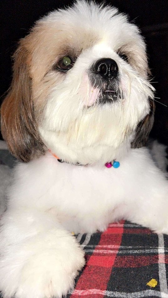 Shih Tzu Dogs For Mating In Delhi