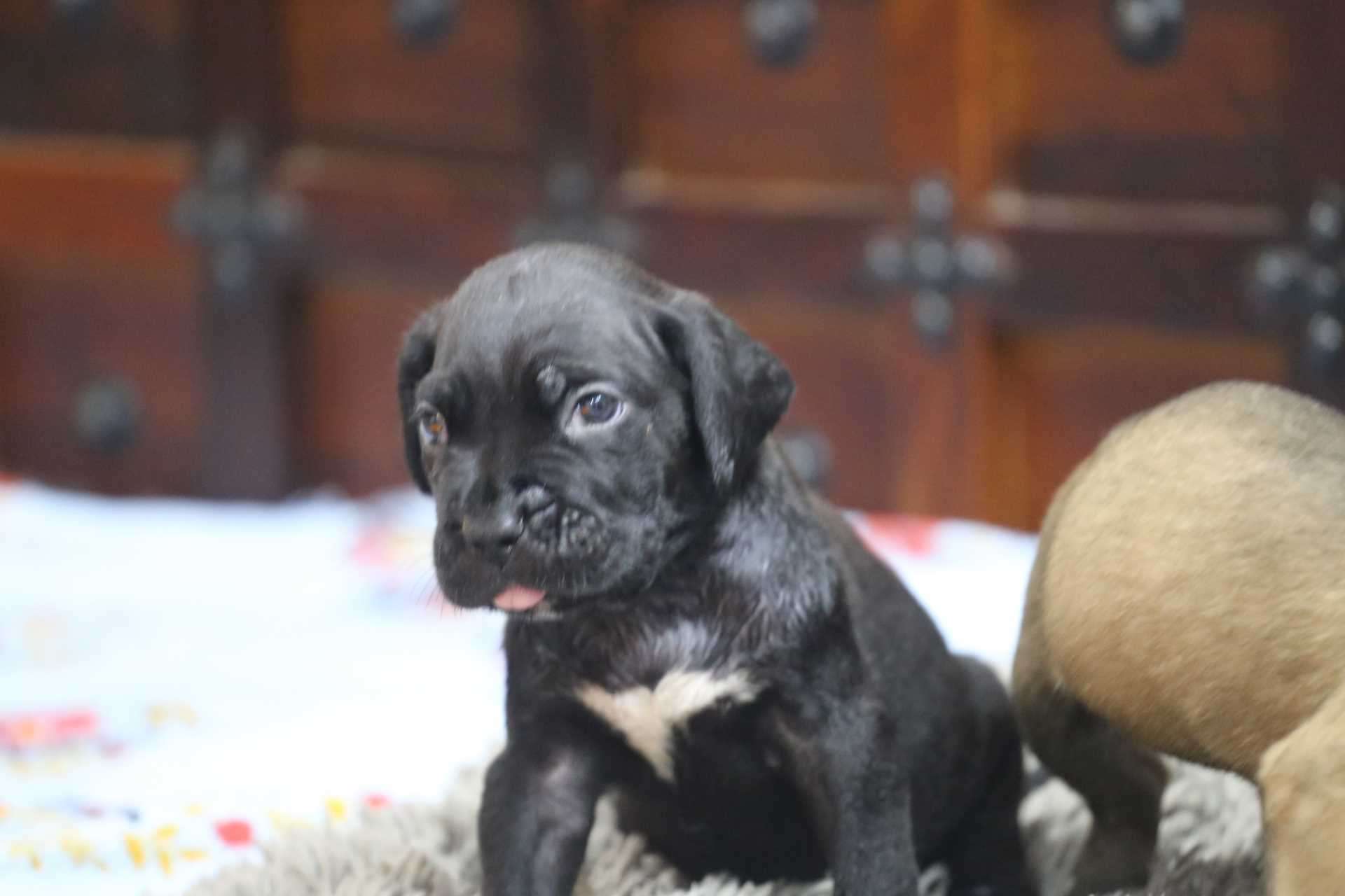 Cane Corso For Sale In Secunderabad