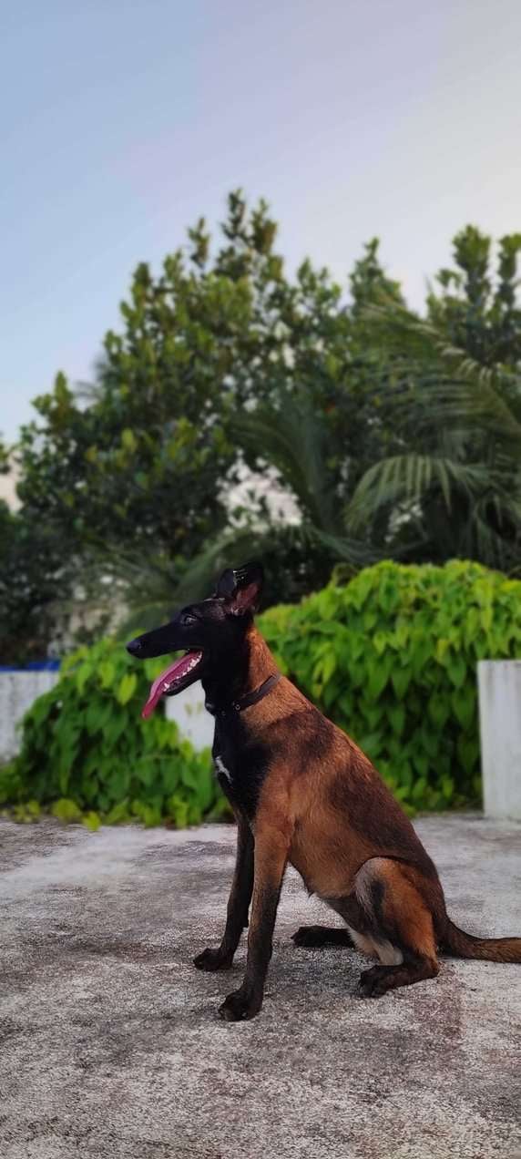 Belgian Shepherd Dogs For Mating In Ernakulam
