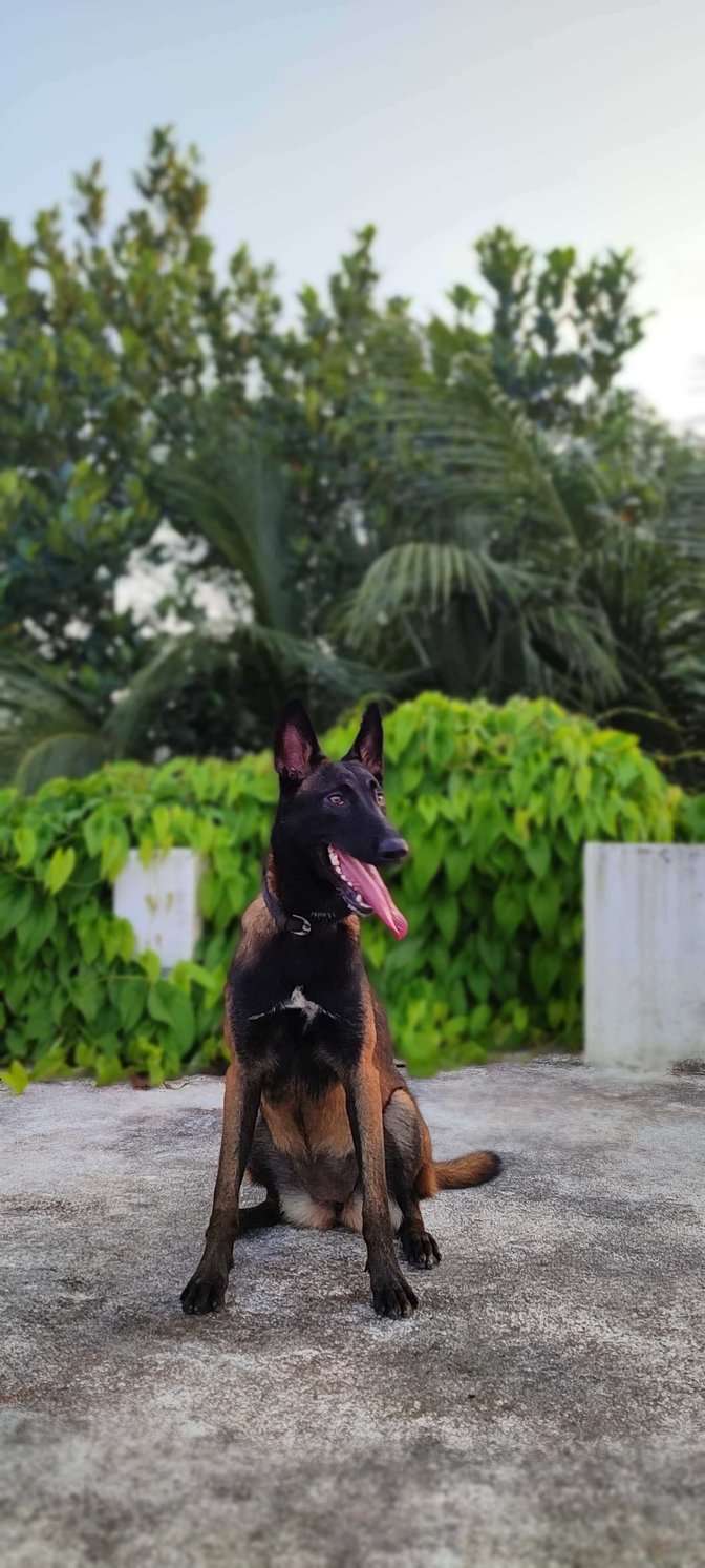 Belgian Shepherd Dogs For Mating In Ernakulam