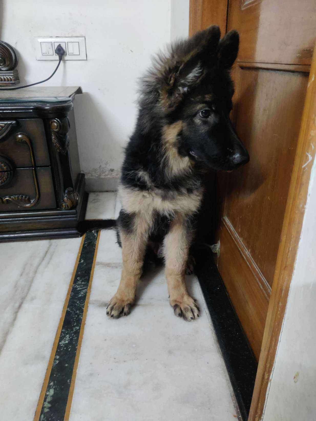 German Shepherd For Sale In Chandigarh