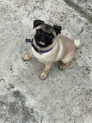 Pug For Sale In Bokaro Steel