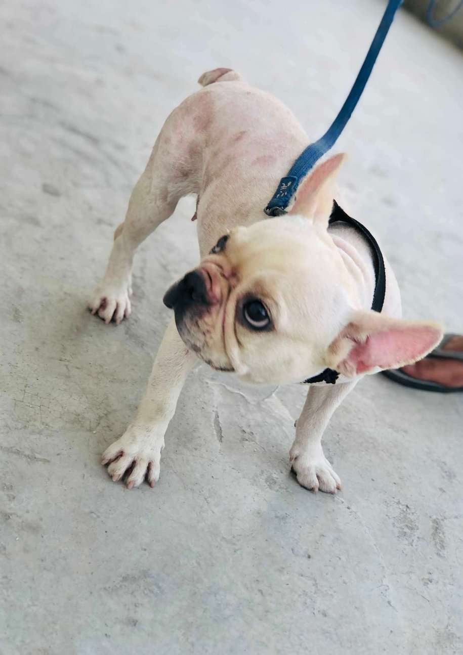 French Bulldog Dogs For Mating In Ghaziabad