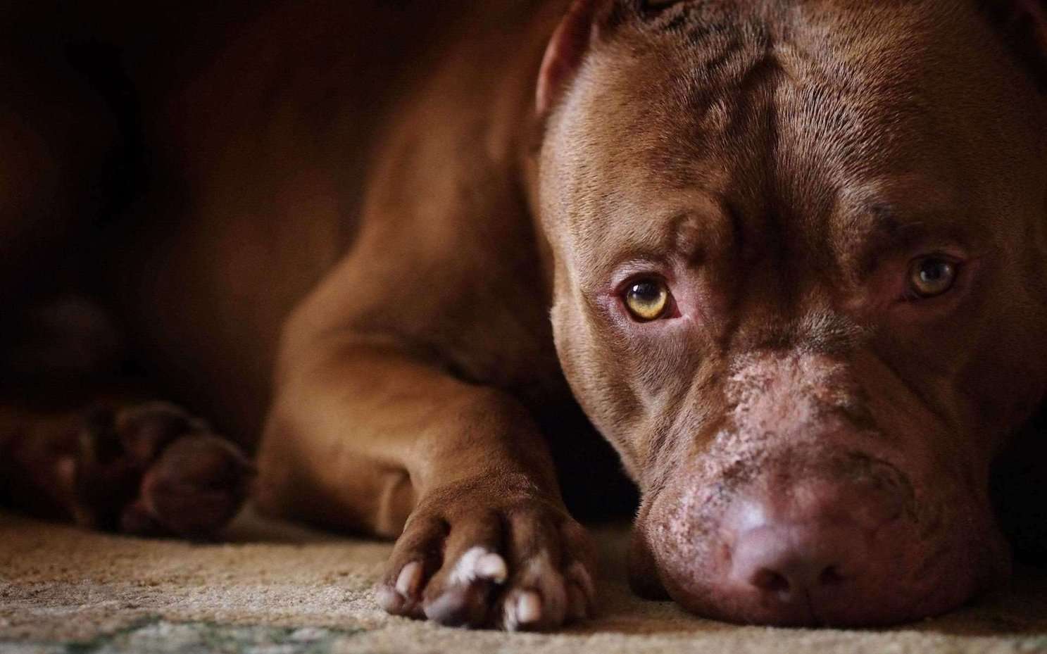 Pitbull Dogs For Mating In Bangalore