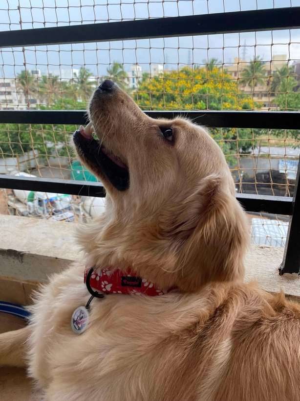Golden Retriever Dogs For Mating In Bangalore