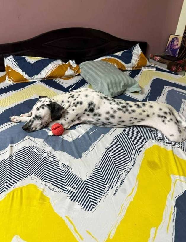 Dalmatian For Sale In Guntur