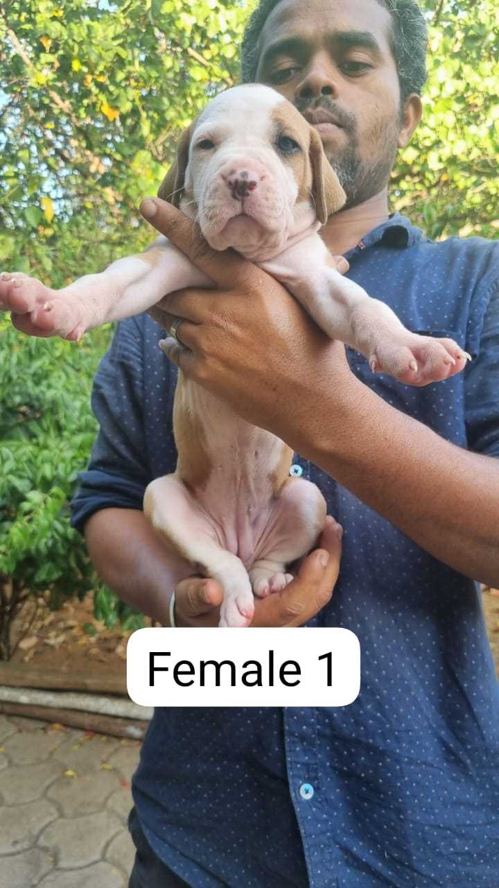 Bully Kutta For Sale In Tirupper