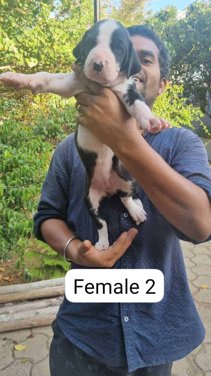 Bully Kutta For Sale In Tirupper
