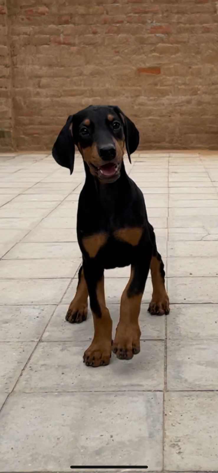 American Doberman For Sale In Jaipur