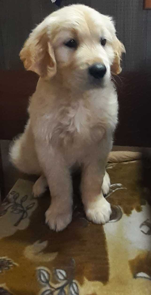 Golden Retriever For Sale In Hoshiarpur