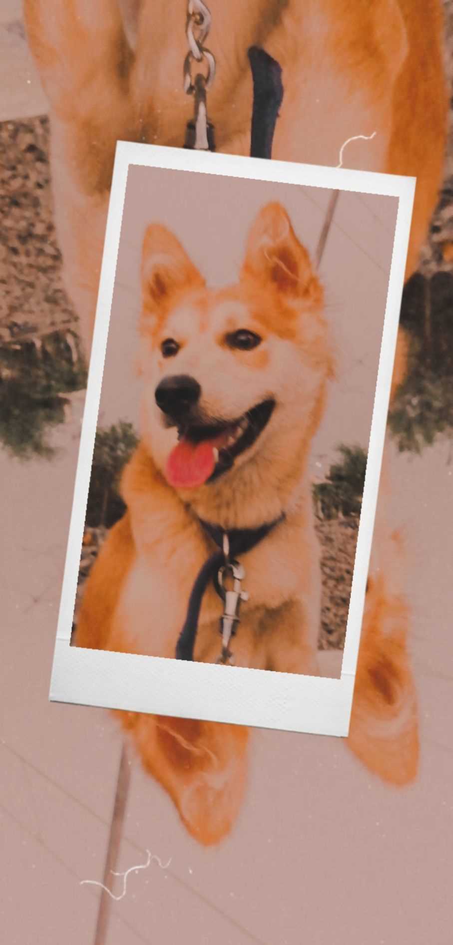 Pomeranian Dogs For Mating In Vijayawada
