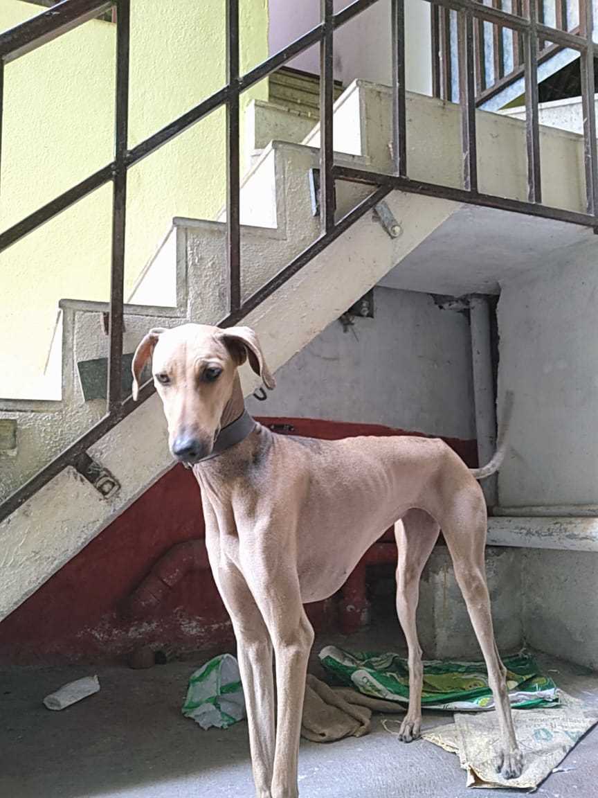 Saluki Dogs For Mating In Sivaganga