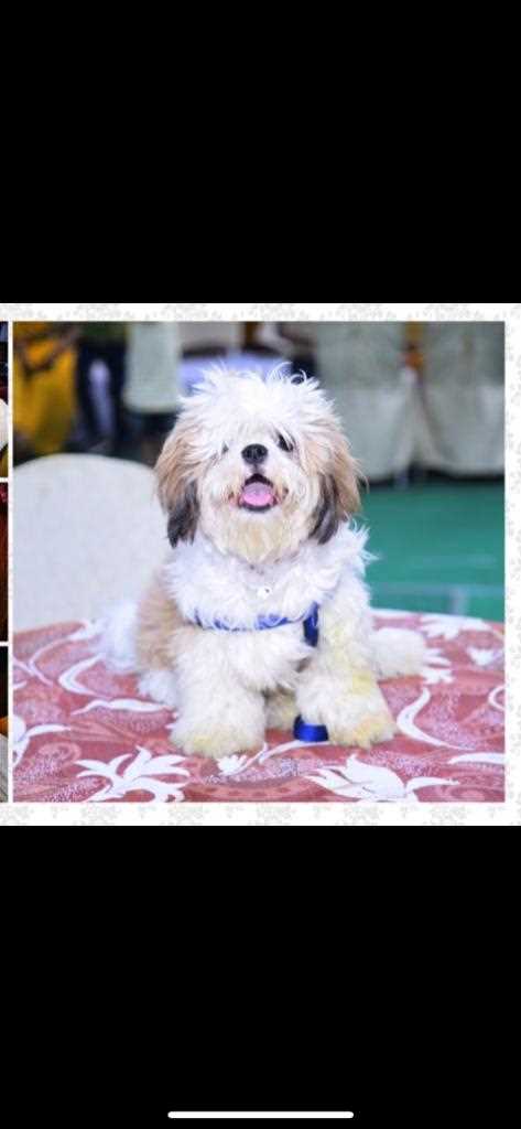 Shih Tzu Dogs For Mating In Hyderabad