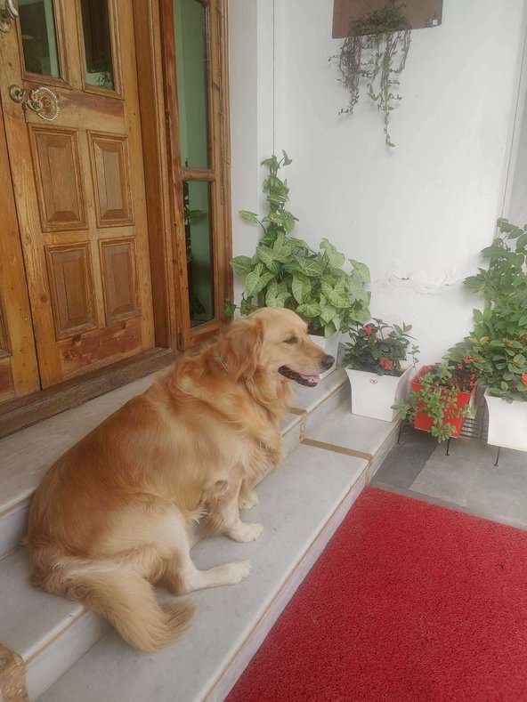 Golden Retriever Dogs For Mating In Chandigarh