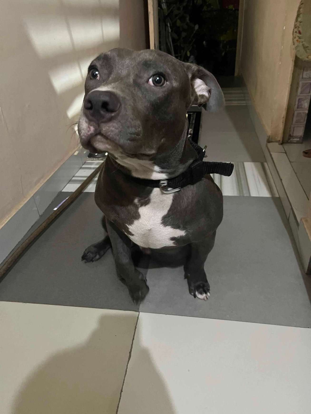 American Bully Dogs For Mating In Delhi