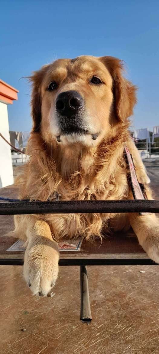 Golden Retriever Dogs For Mating In Dehradun