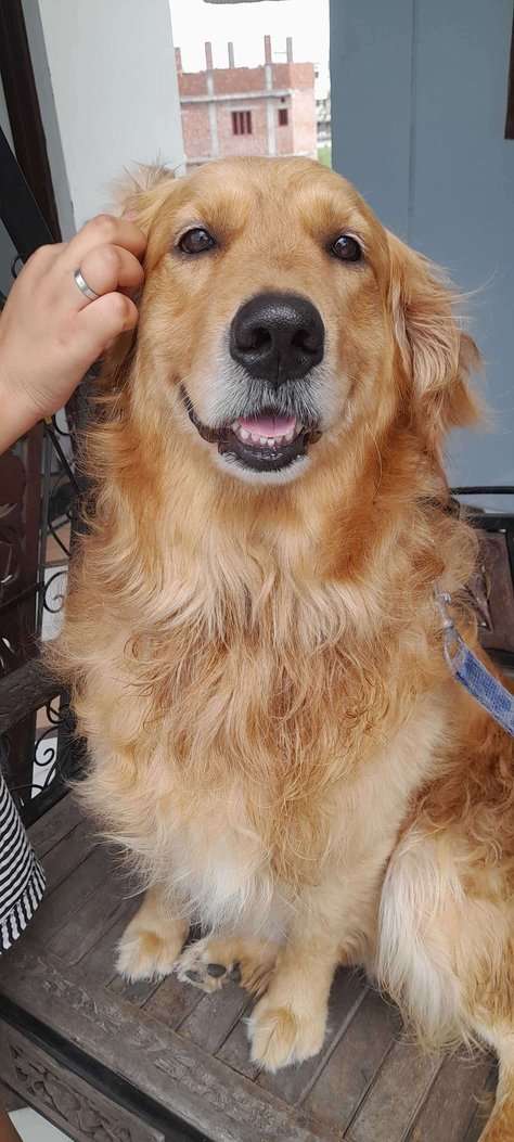 Golden Retriever Dogs For Mating In Dehradun