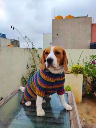Beagle Dogs For Mating In Bangalore