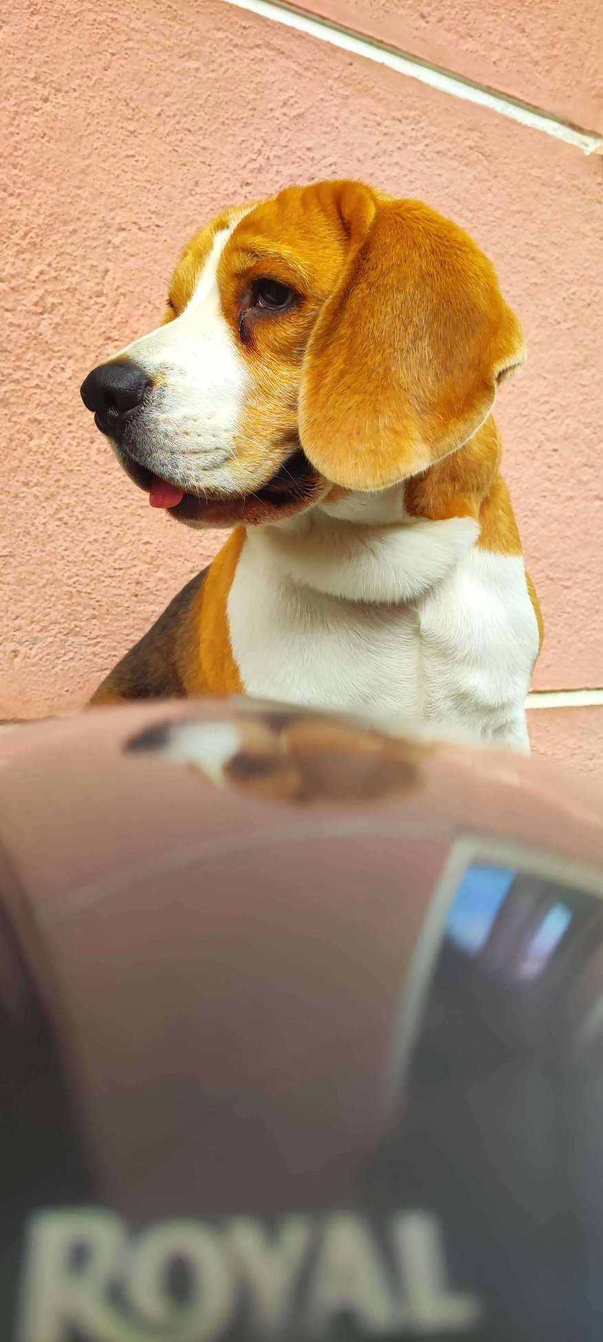 Beagle Dogs For Mating In Bangalore