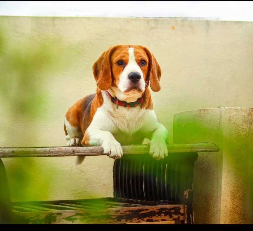 Beagle Dogs For Mating In Bangalore