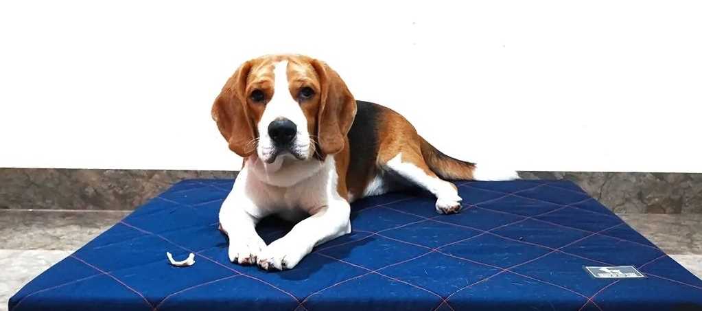 Beagle Dogs For Mating In Bangalore