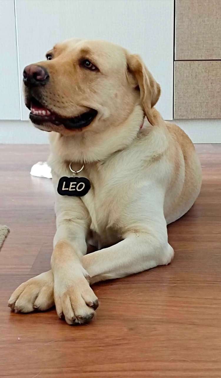 Labrador Retriever Dogs For Mating In Bangalore