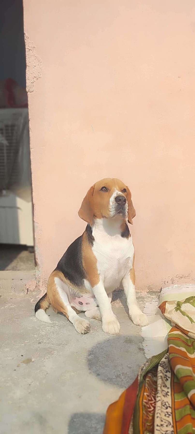 Beagle Dogs For Mating In Delhi