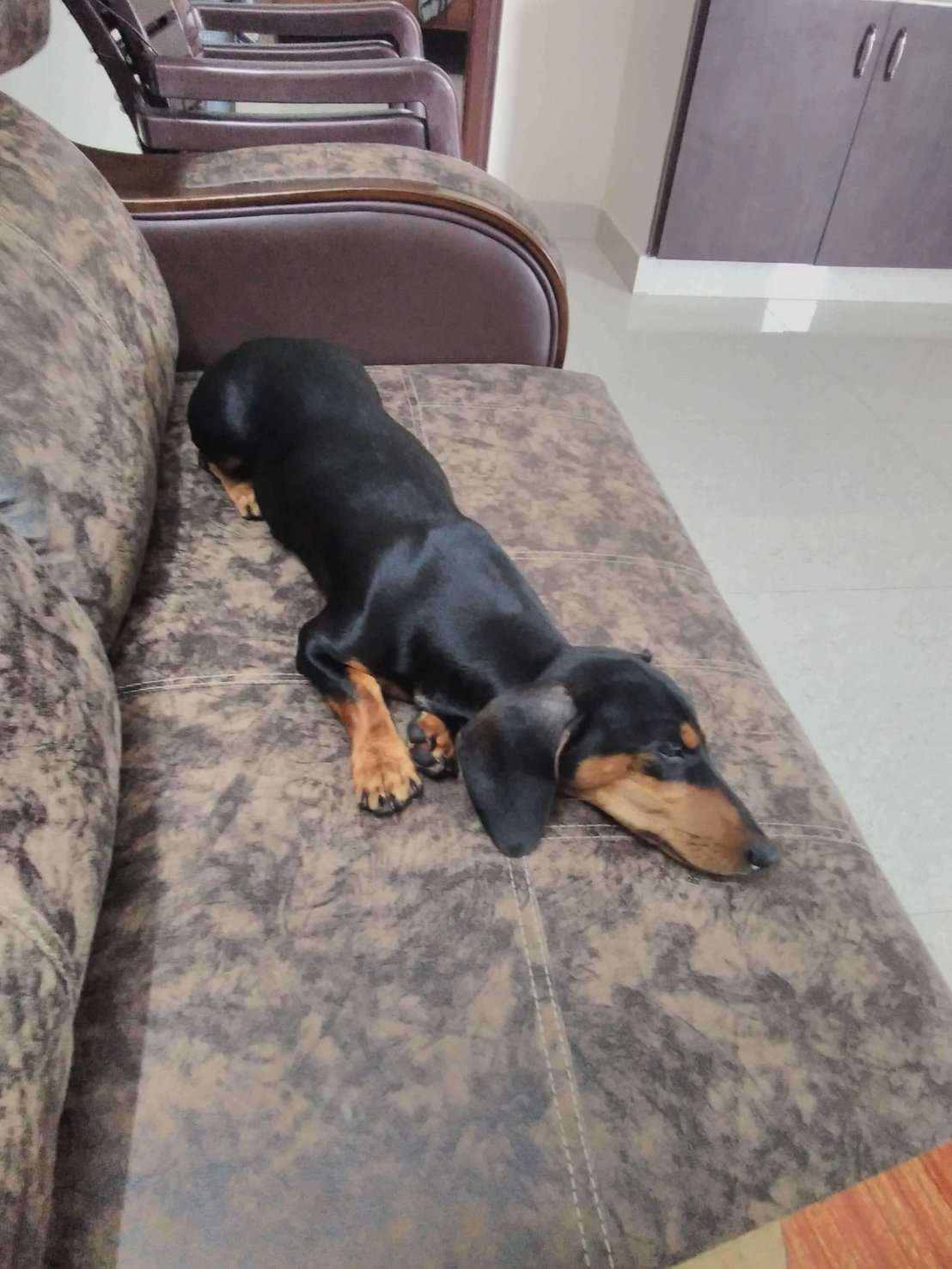 Dachshund Dogs For Mating In Hyderabad
