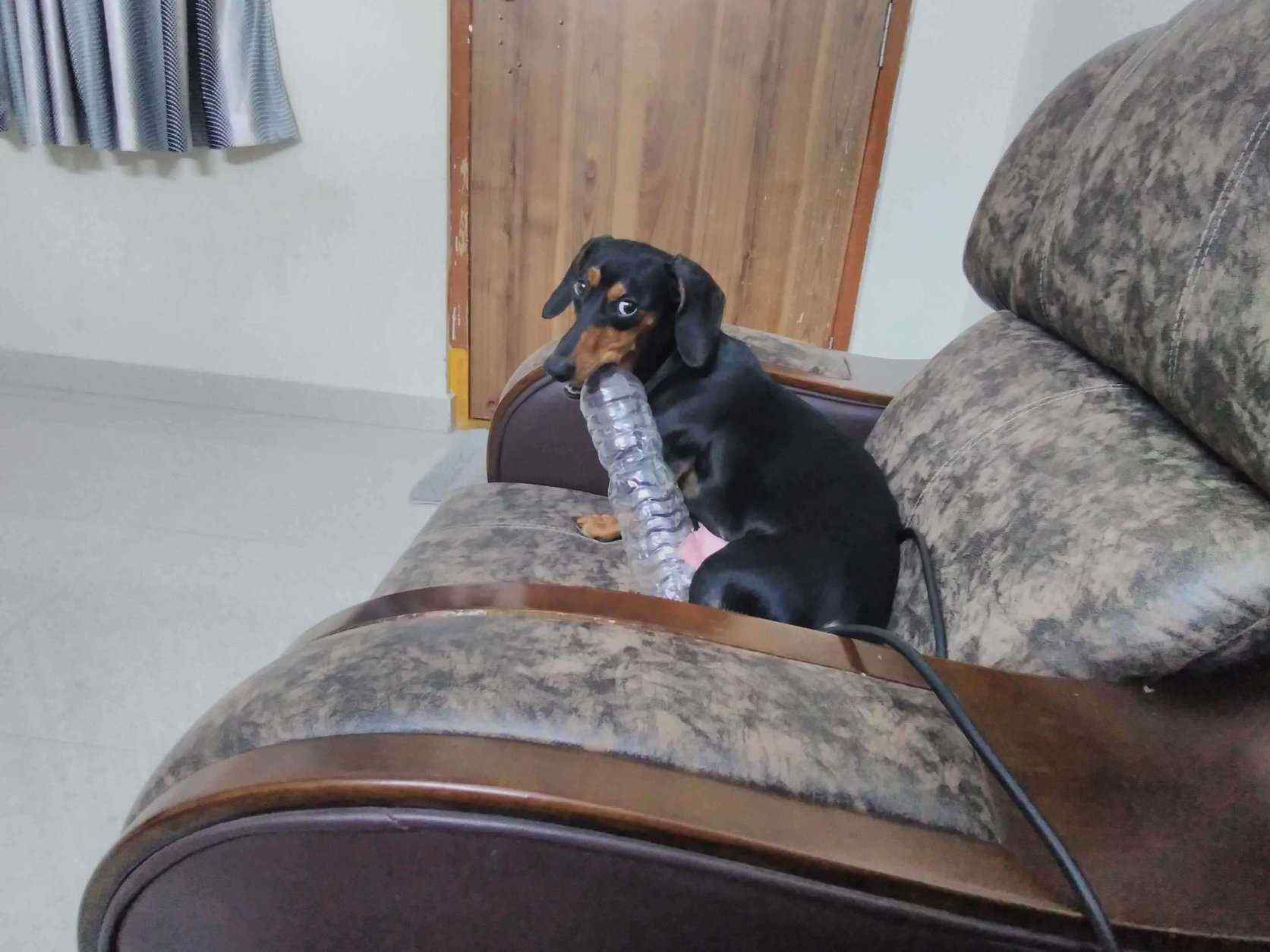 Dachshund Dogs For Mating In Hyderabad