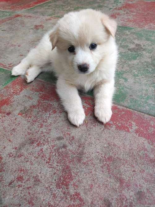 Indian Spitz For Sale In Krishnagiri