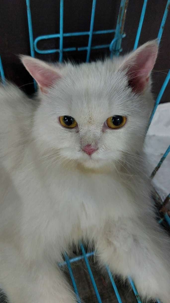 Persian For Sale In Thrissur