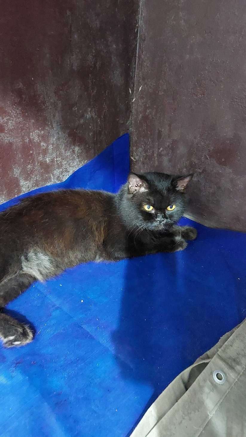 Persian For Sale In Thrissur